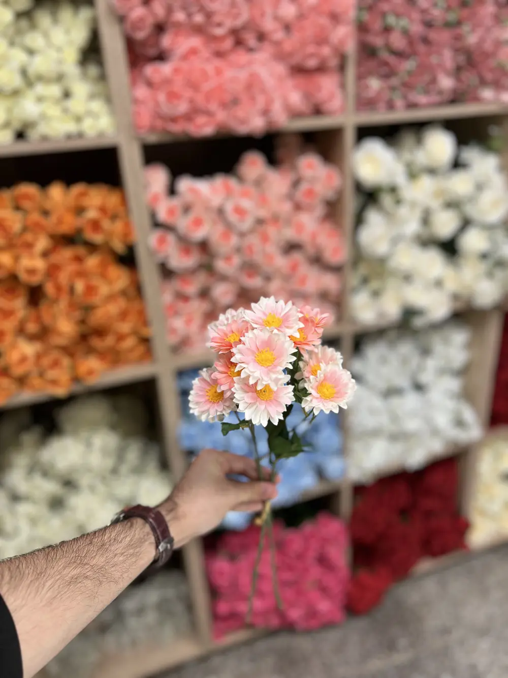 بابونك صغير  وردي