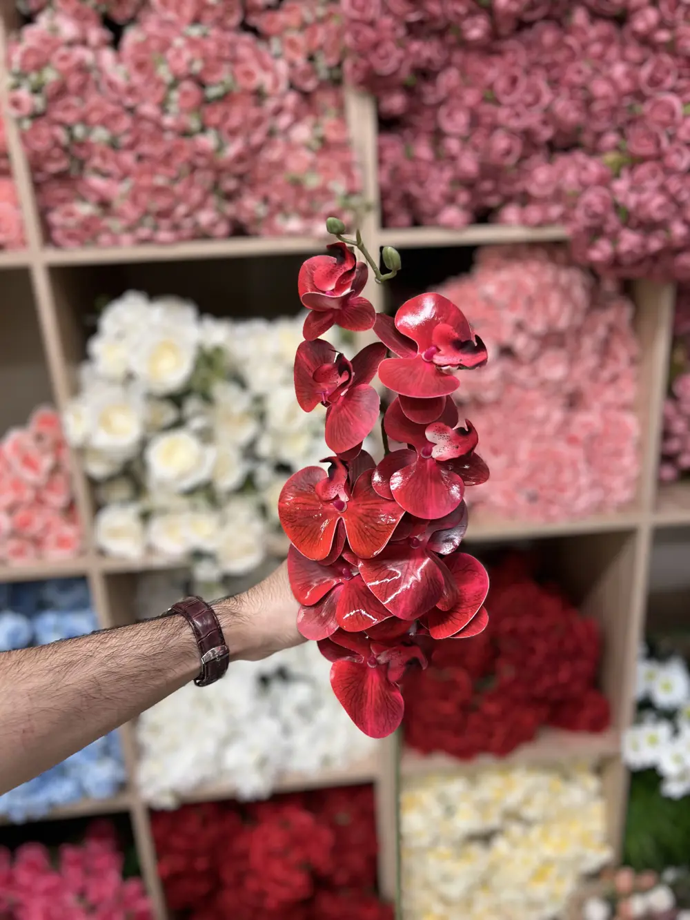 اوركيد جلد  احمر