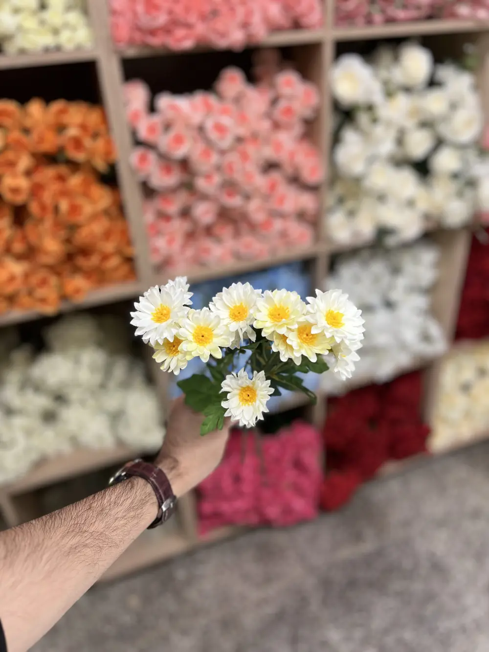 بابونك صغير اوف وايت