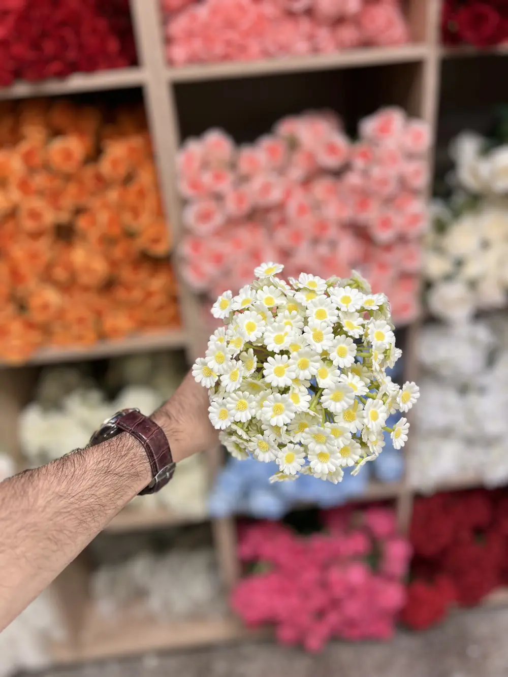 اقحوان 