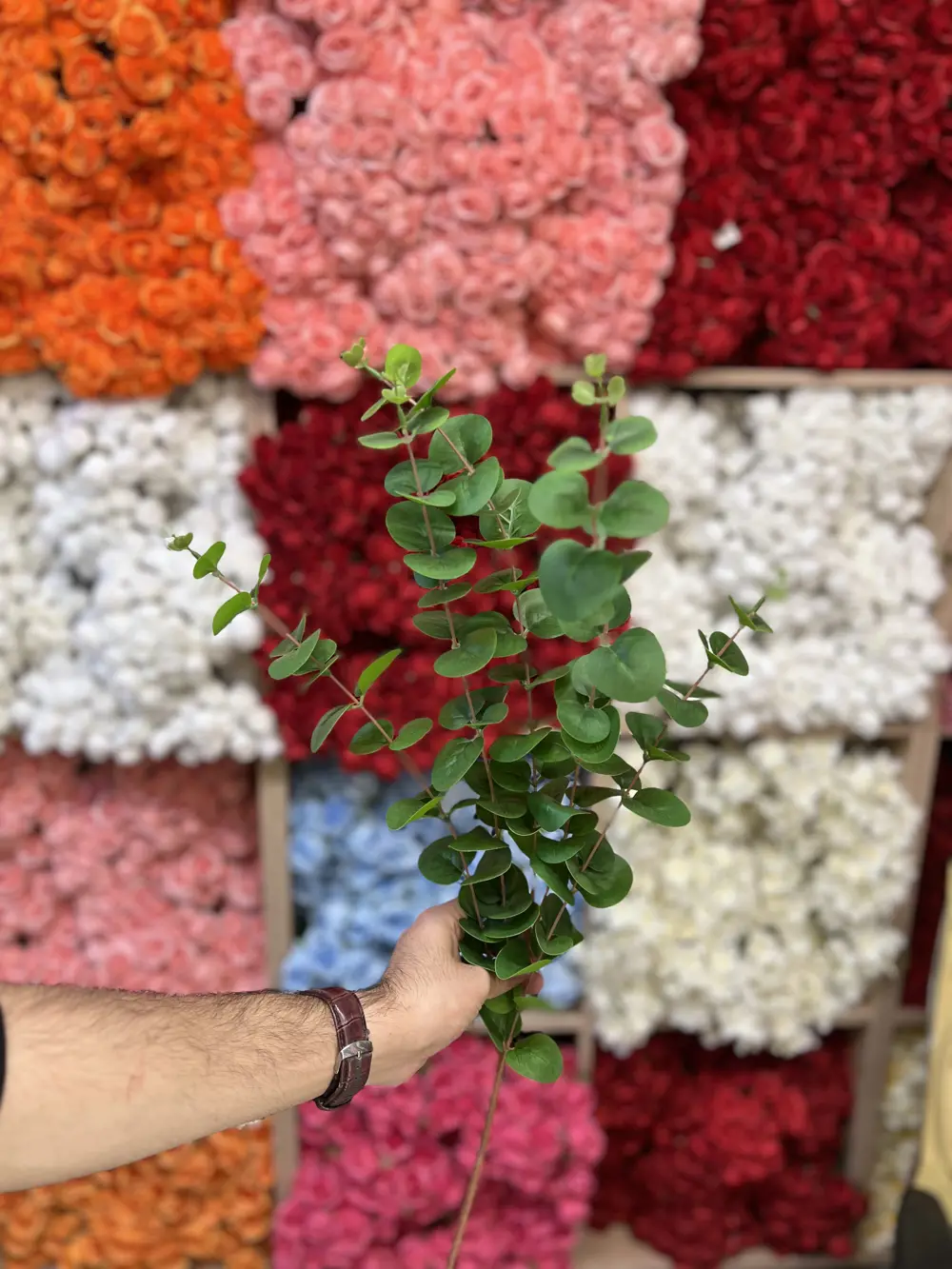 غصن خضار دمعة طفل طويل