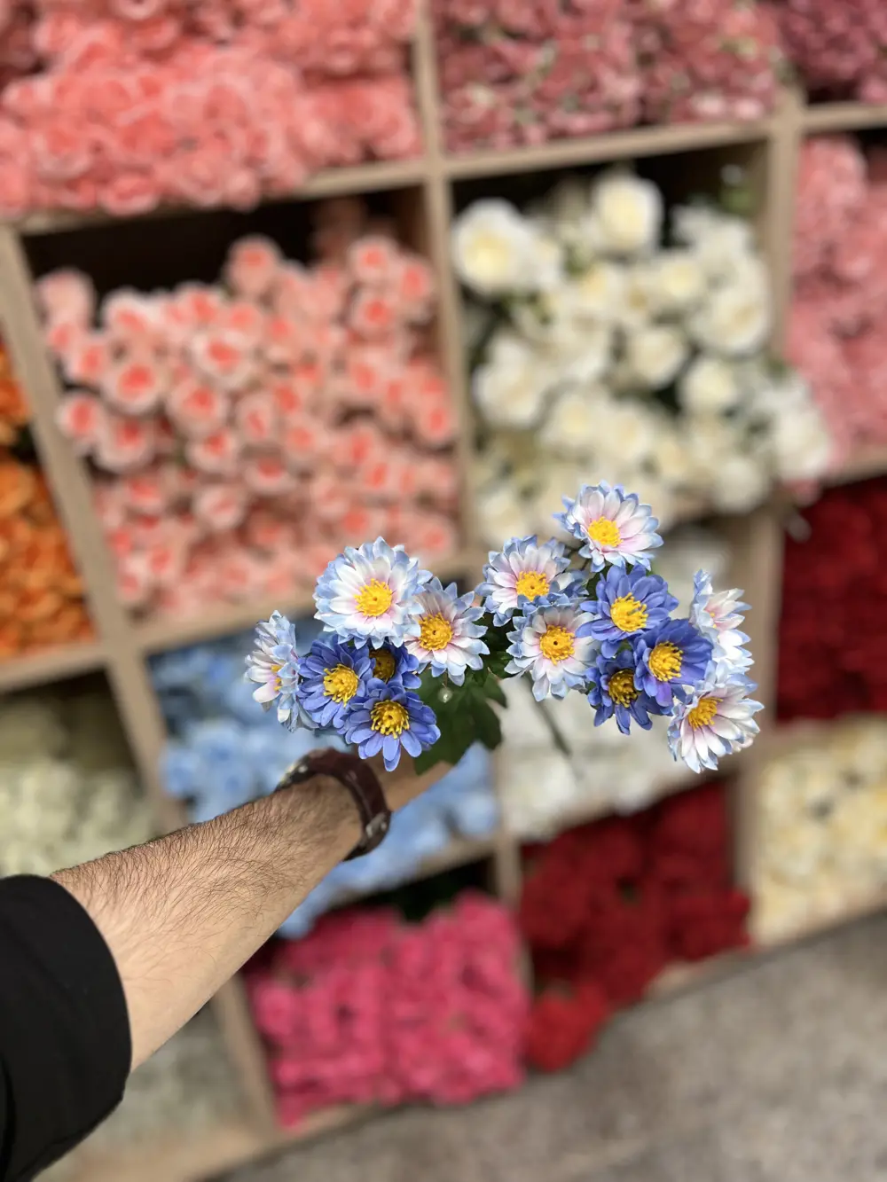 بابونك صغير  سمائي