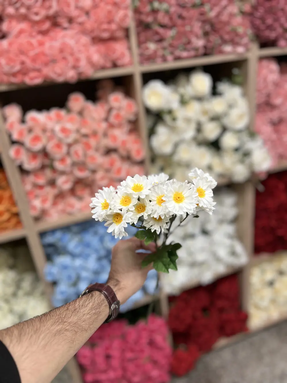 بابونك صغير 