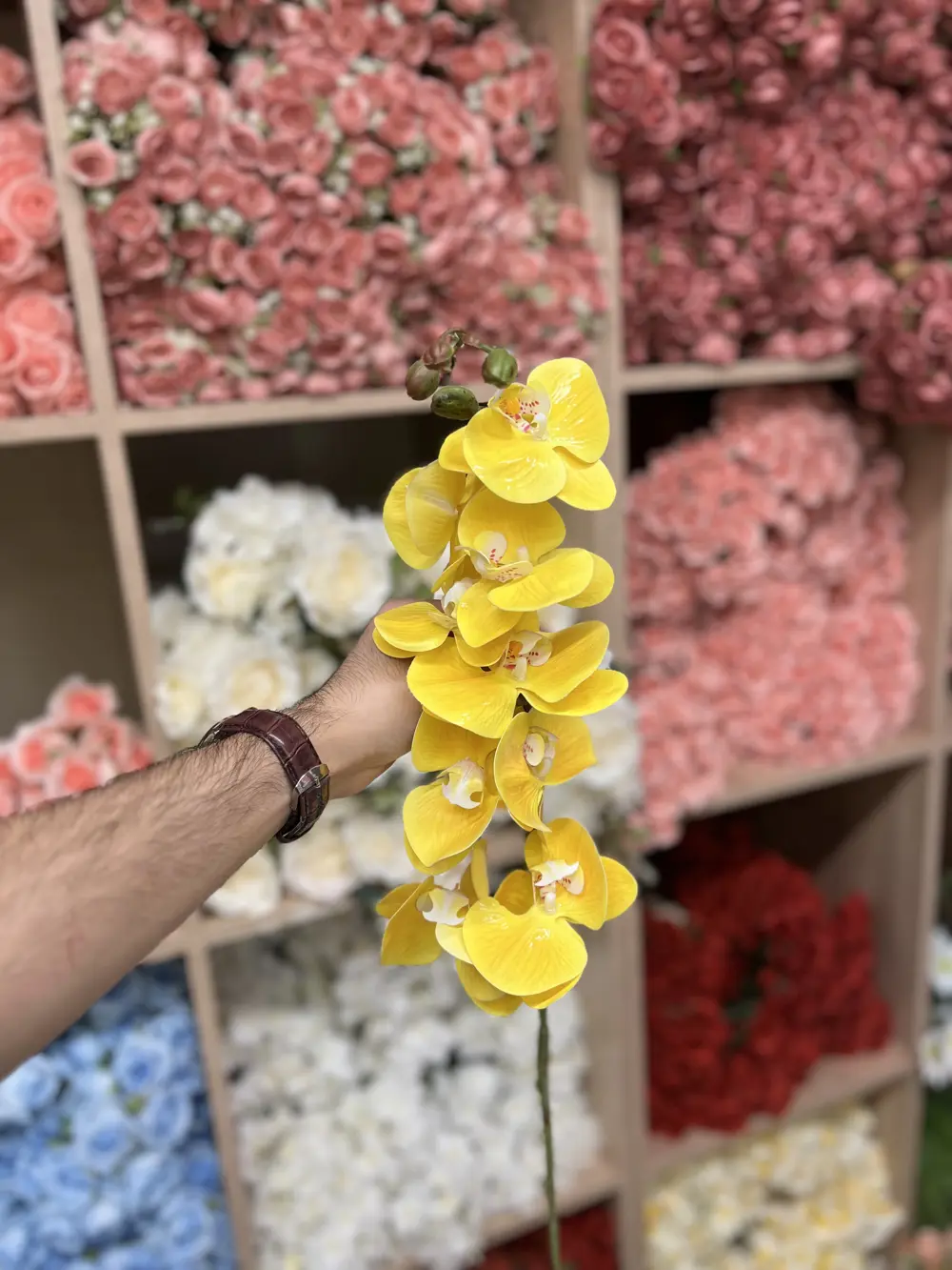 اوركيد جلد اصفر