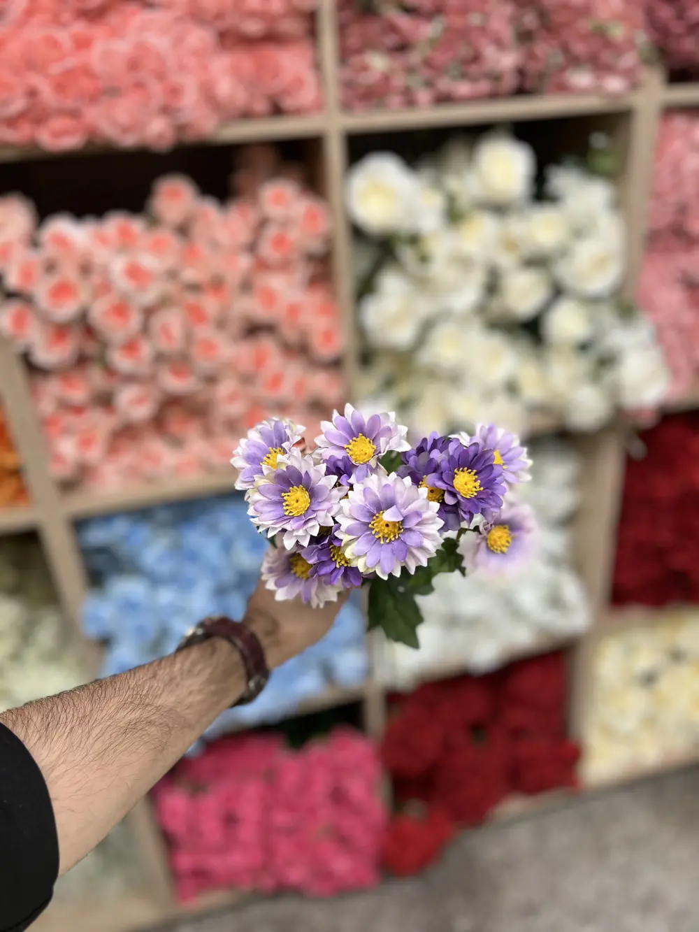 بابونك صغير  بنفسجي